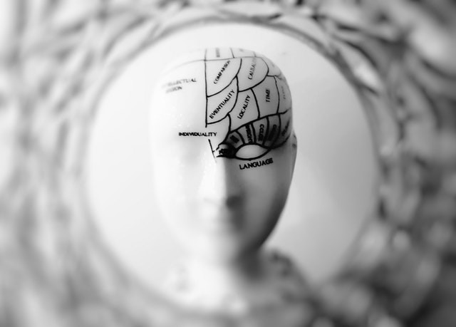 Photo of Dummy with brain showing